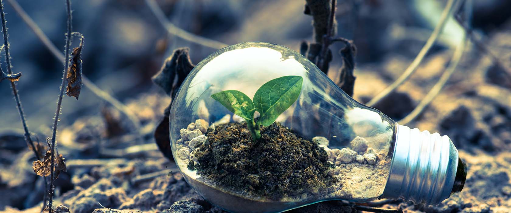 Green to Gold: Introducing the MSC in Sustainable and Green Finance at NUS Business School